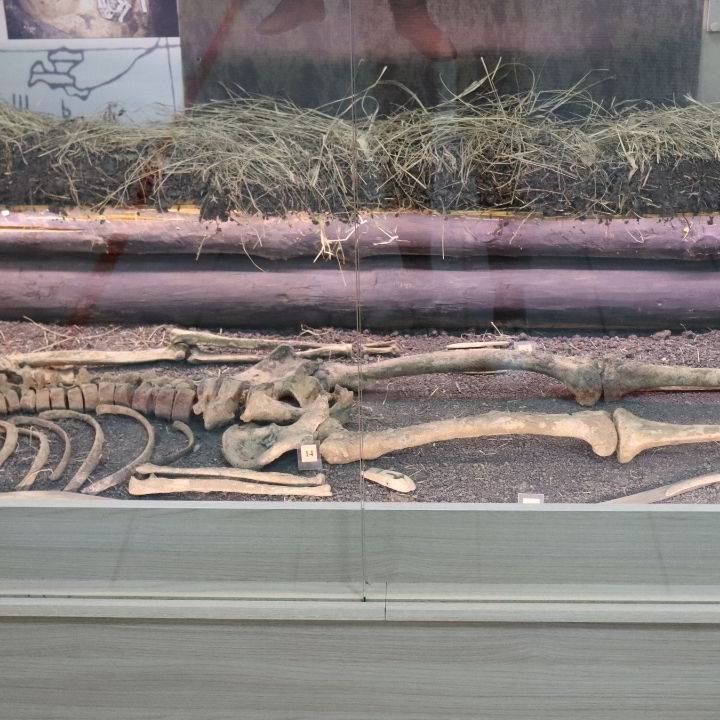 Древняя история Омского Прииртышья